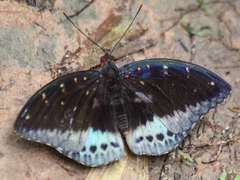 Lexias pardalis jadeitina