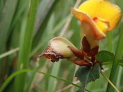 Platylobium obtusangulum