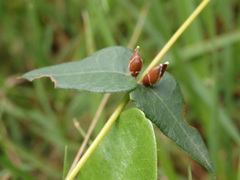 Platylobium obtusangulum