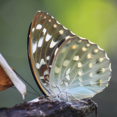 Lexias pardalis jadeitina