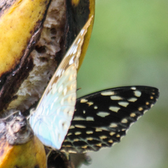 Lexias pardalis jadeitina