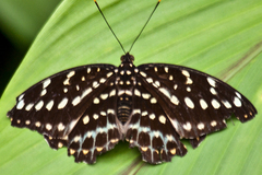 Lexias pardalis jadeitina