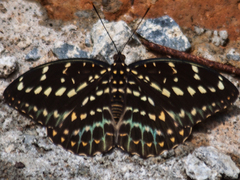 Lexias pardalis jadeitina