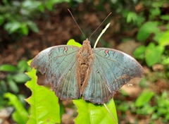 Dophla evelina