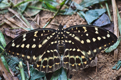 Lexias pardalis jadeitina