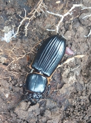 Passalus