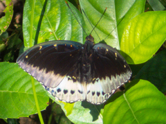 Lexias pardalis jadeitina