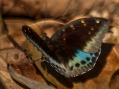 Lexias pardalis jadeitina