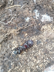 Passalus
