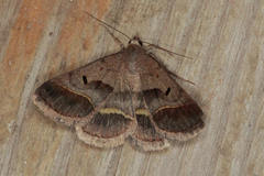 Acantholipes regularis