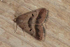Acantholipes regularis