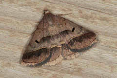 Acantholipes regularis