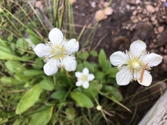 Parnassia cirrata intermedia