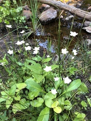 Parnassia cirrata intermedia