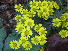 Chrysanthemum lavandulifolium