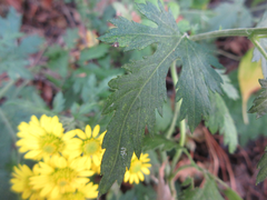 Chrysanthemum lavandulifolium