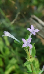 Spermacoce articularis