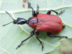 Apoderus jekelii