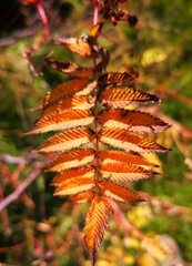 Sorbaria sorbifolia