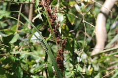 Gahnia aspera