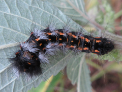 Acronicta rumicis