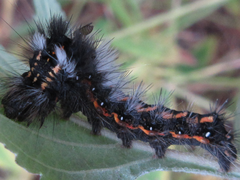 Acronicta rumicis