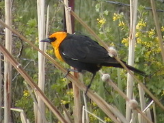 Xanthocephalus xanthocephalus