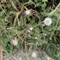 Picris hieracioides morrisonensis