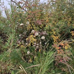 Picris hieracioides morrisonensis