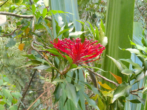 Alloxylon pinnatum (Alloxylon pinnatum)