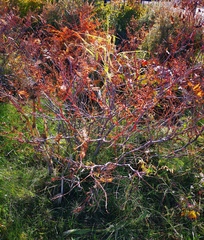 Sorbaria sorbifolia