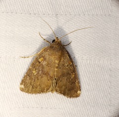 Amyna axis