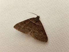 Dichromodes atrosignata