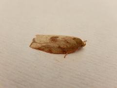 Euchaetis inceptella