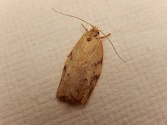 Euchaetis inceptella