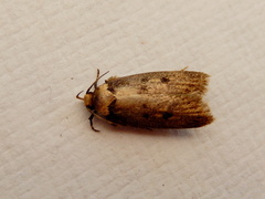 Mimobrachyoma
