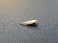 Stathmopoda liporrhoa