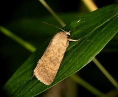 Athetis obtusa