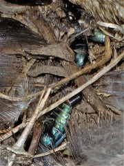 Thanatophilus micans