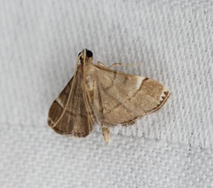 Cangetta hartoghialis
