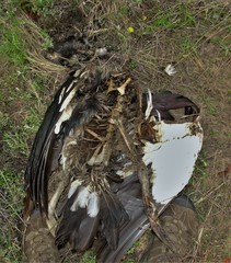 Thanatophilus micans