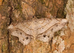 Chiasmia monticolaria