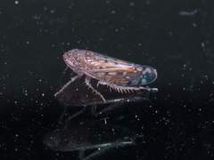 Osbornellus filamentus