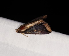Ercheia cyllaria