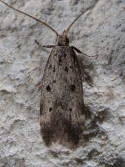 Neodactylota liguritrix
