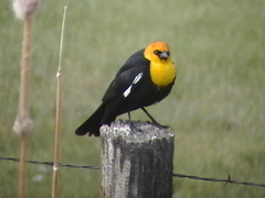 Xanthocephalus xanthocephalus