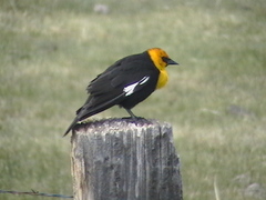 Xanthocephalus xanthocephalus