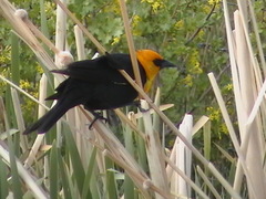 Xanthocephalus xanthocephalus