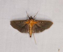 Filodes fulvidorsalis