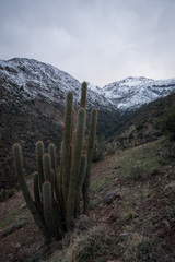 Trichocereus chiloensis chiloensis